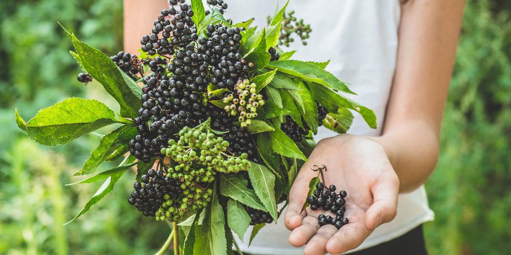 Everything-you-need-to-Know-about-Elderberries-and-their-Benefits-PipingRock-Closetsamples.png