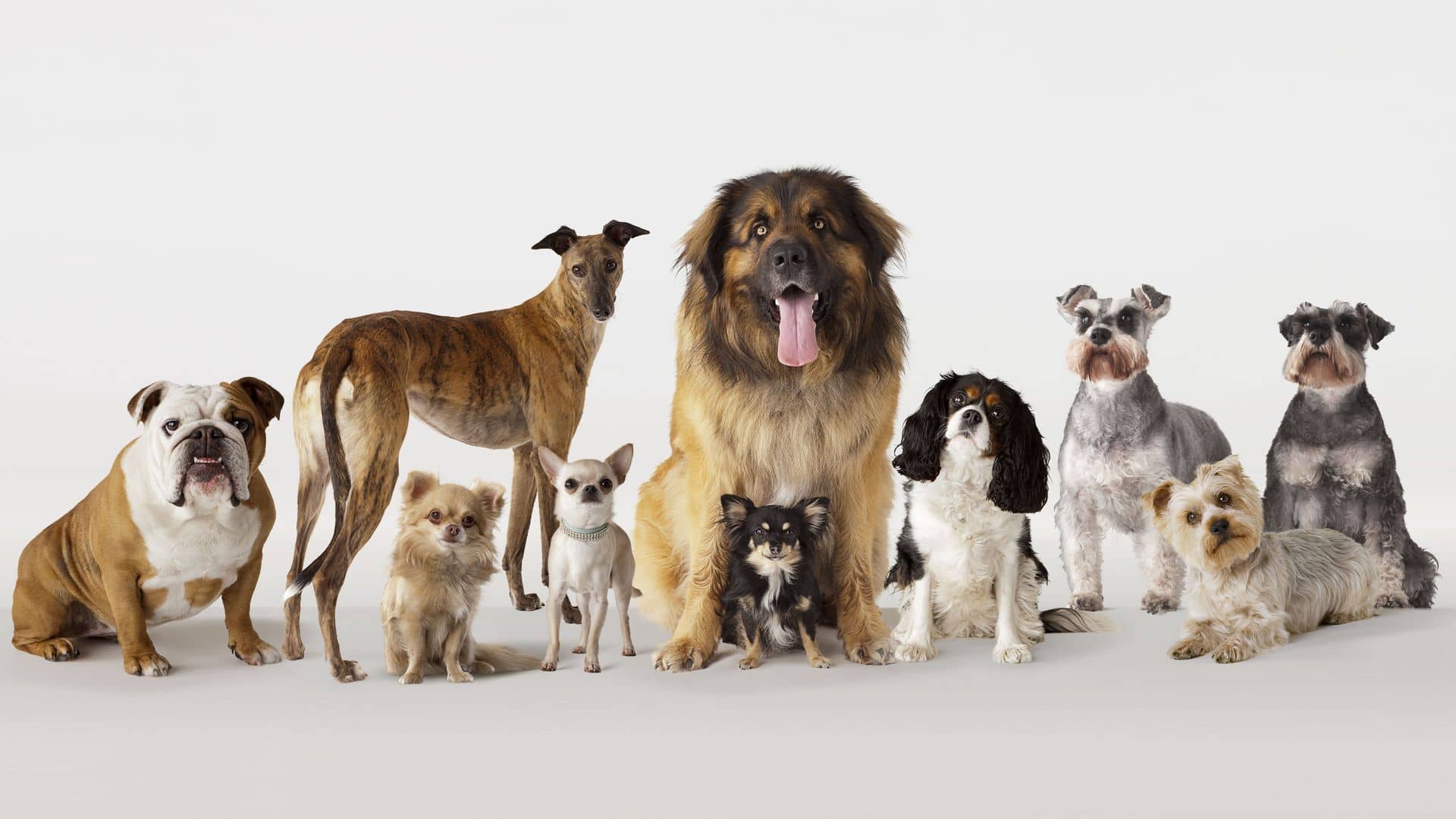 A Look at Some Common Dog Breeds closetsamples UID902151116JQ