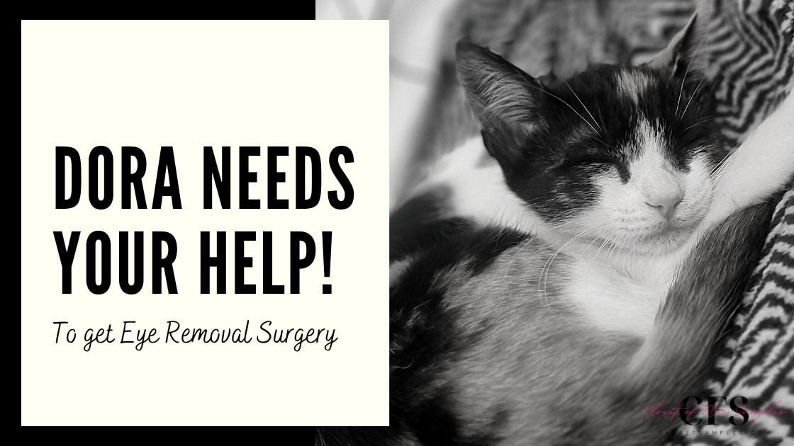 HELP Dora Get the Eye Removal Surgery She Needs!