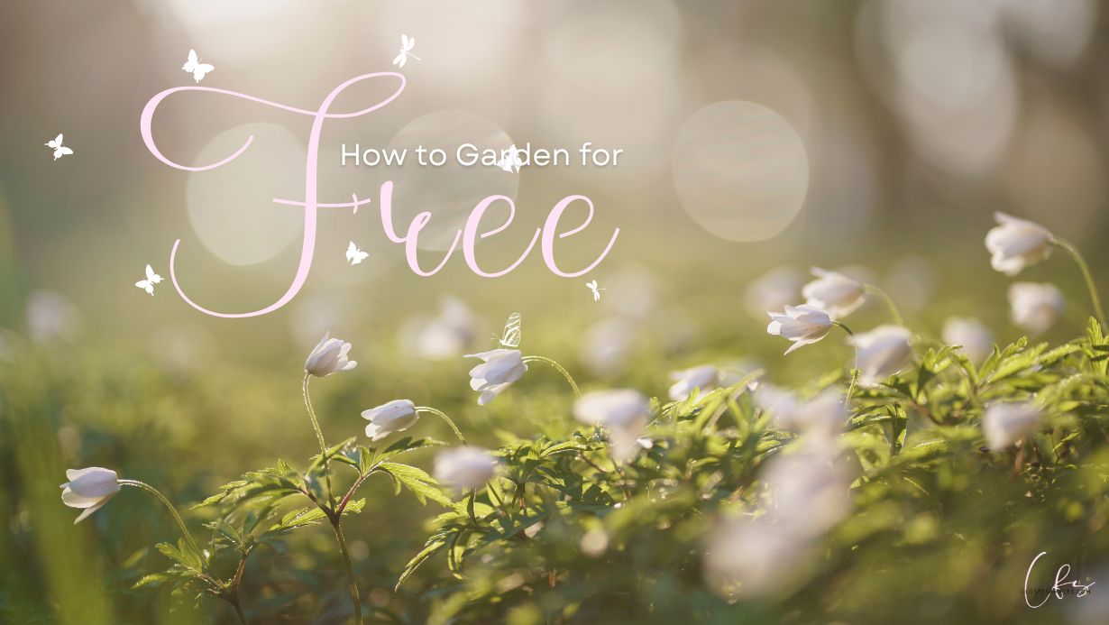 How to Garden for FREE A Comprehensive guide closetsamples