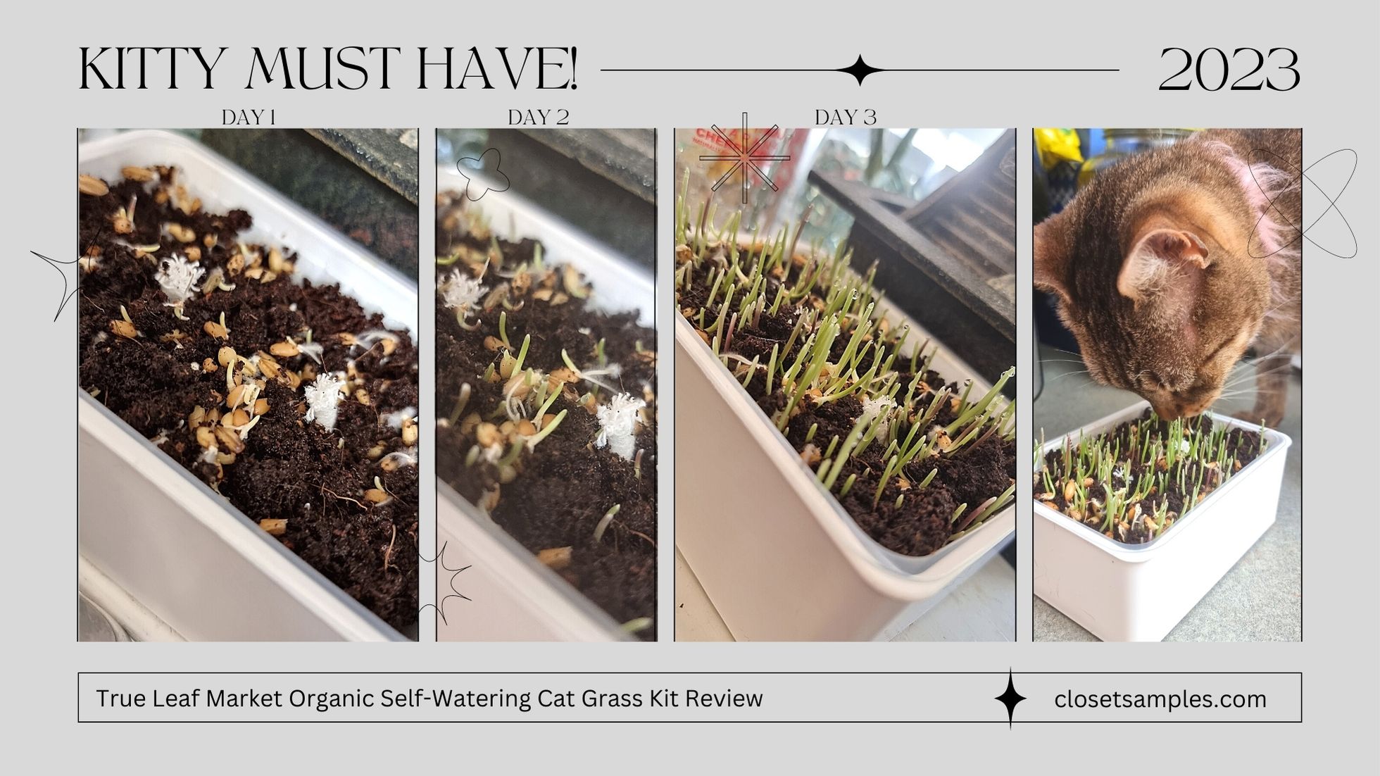 True Leaf Market Organic Self Watering Cat Grass Kit Review closetsamples 2